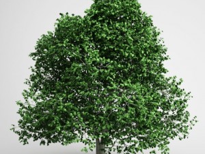 cgaxis hornbeam 04 3D मॉडल