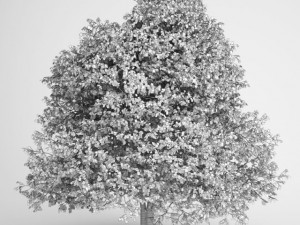 cgaxis hornbeam 04 Modello 3D