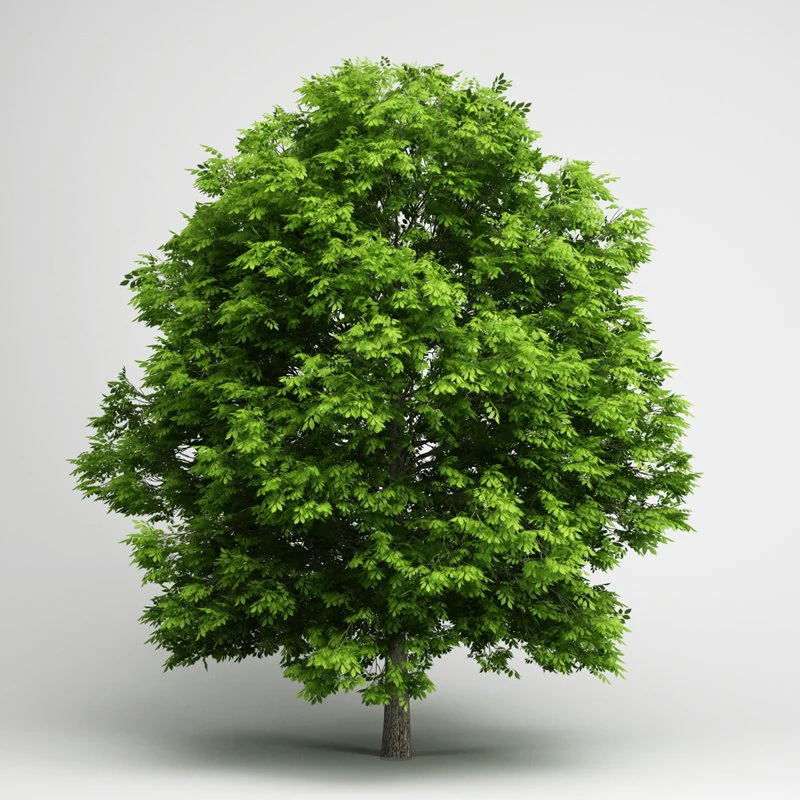 cgaxis european ash 05 3D Model .c4d .max .obj .3ds .fbx .stl .blend