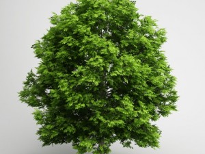 cgaxis european ash 05 Modello 3D