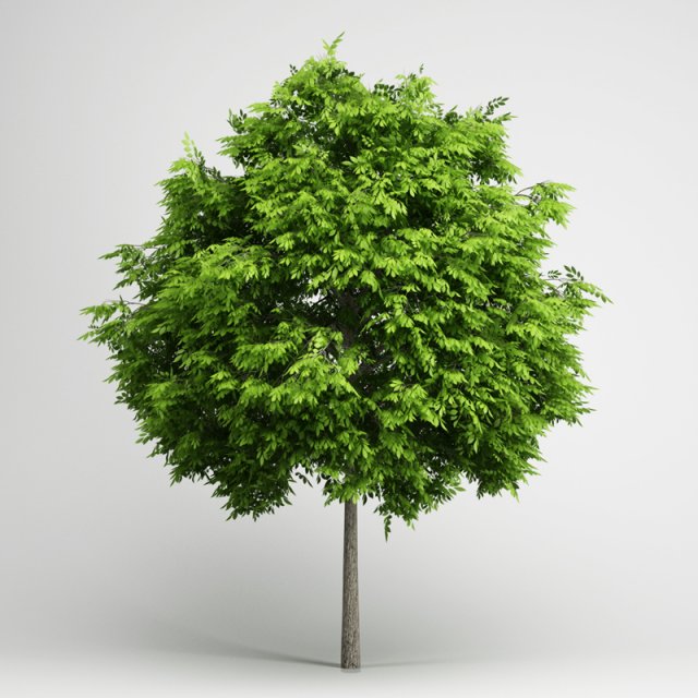 cgaxis european ash 06 3D मॉडल .c4d .max .obj .3ds .fbx .stl .blend 