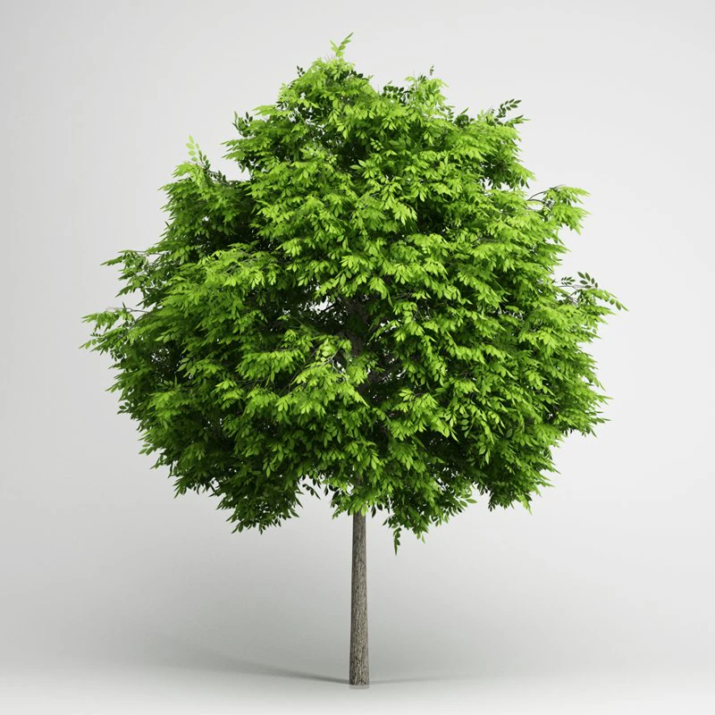cgaxis european ash 06 3D Model .c4d .max .obj .3ds .fbx .stl .blend 