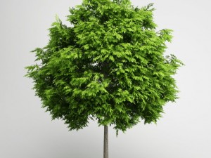 cgaxis european ash 06 Modello 3D