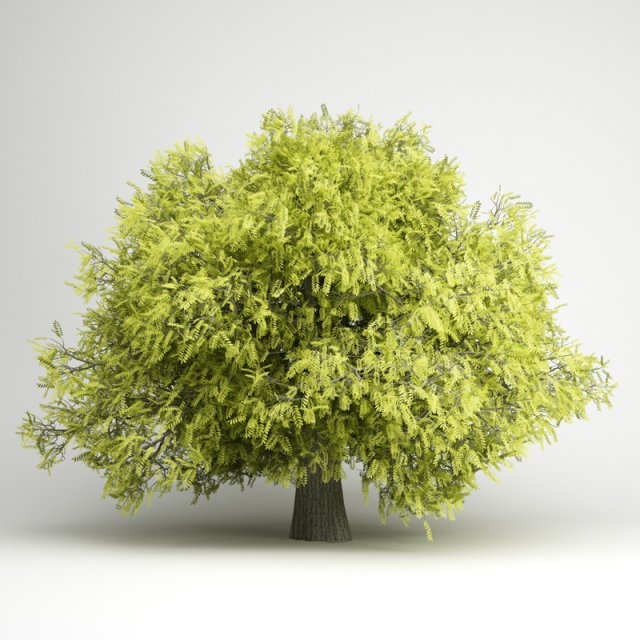 cgaxis honey locust 07 3D Model .c4d .max .obj .3ds .fbx .stl .blend 