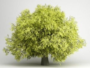 cgaxis honey locust 07 3D Model