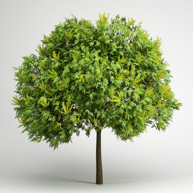 cgaxis goldenrain tree 08 Modello 3D .c4d .max .obj .3ds .fbx .stl .blend 