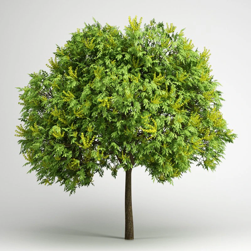 cgaxis goldenrain tree 08 3D Model .c4d .max .obj .3ds .fbx .stl .blend