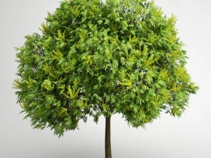 cgaxis albero di pioggia dorata 08 Modello 3D