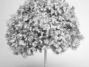 cgaxis goldenrain tree 08 3D Model