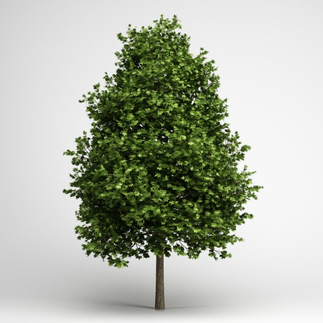 cgaxis green american sweetgum 09 Model 3D .c4d .max .obj .3ds .fbx .stl .blend 