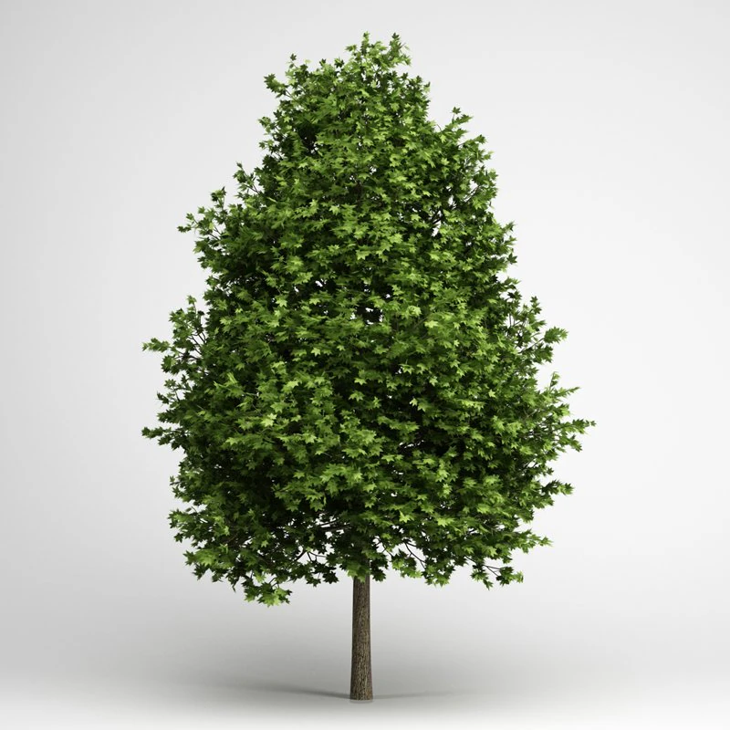 cgaxis green american sweetgum 09 3D Model .c4d .max .obj .3ds .fbx .stl .blend 