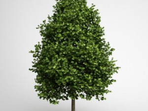 cgaxis green american sweetgum 09 3D Model