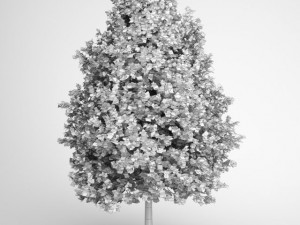 cgaxis green american sweetgum 09 Model 3D