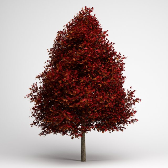 cgaxis red american sweetgum 10 Modelo 3D .c4d .max .obj .3ds .fbx .stl .blend 