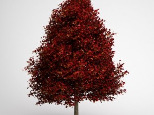 cgaxis red american sweetgum 10 Modello 3D
