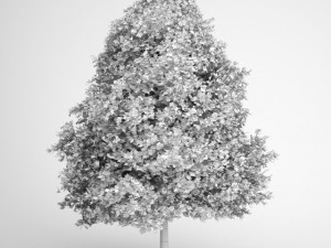 cgaxis red american sweetgum 10 Modelo 3D
