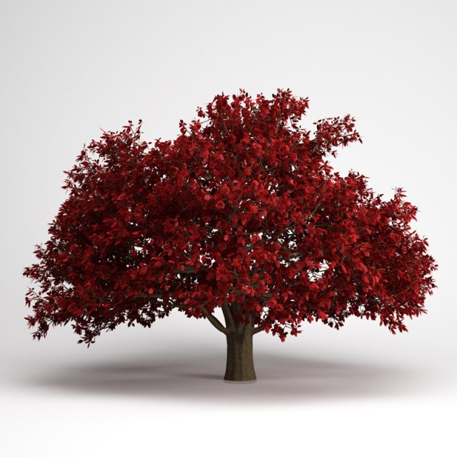 cgaxis persian ironwood tree 11 Modelo 3D .c4d .max .obj .3ds .fbx .stl .blend 