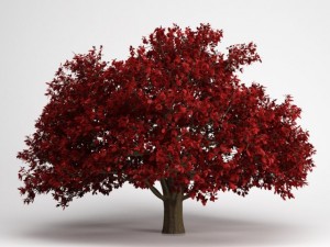 cgaxis persian ironwood tree 11 Modello 3D