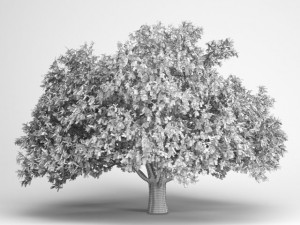 cgaxis persian ironwood tree 11 Modelo 3D