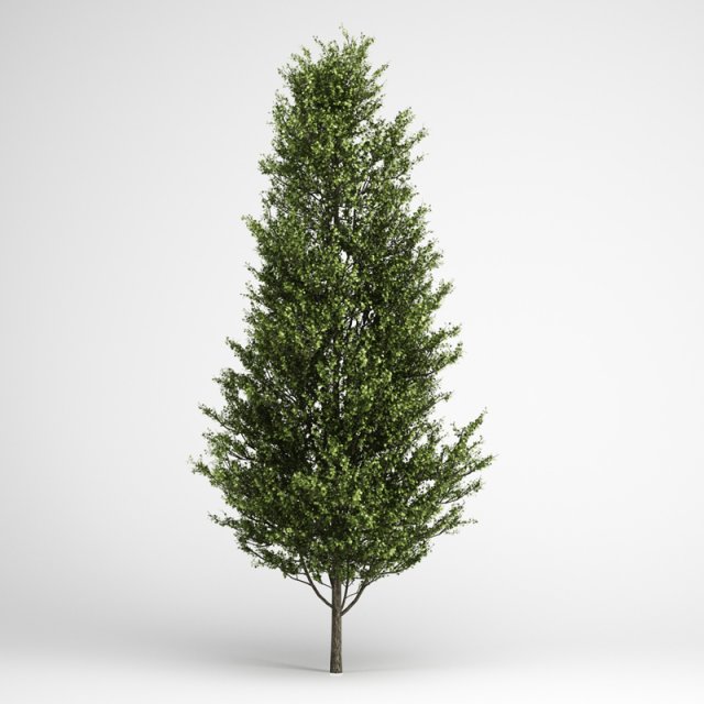 cgaxis common aspen 13 3D Model .c4d .max .obj .3ds .fbx .stl .blend 