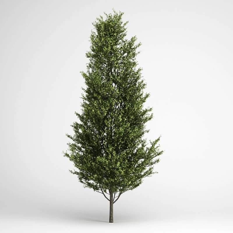 cgaxis common aspen 13 3D Model .c4d .max .obj .3ds .fbx .stl .blend