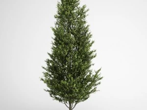 cgaxis pioppo tremulo 13 Modello 3D