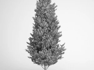 cgaxis common aspen 13 3D Model