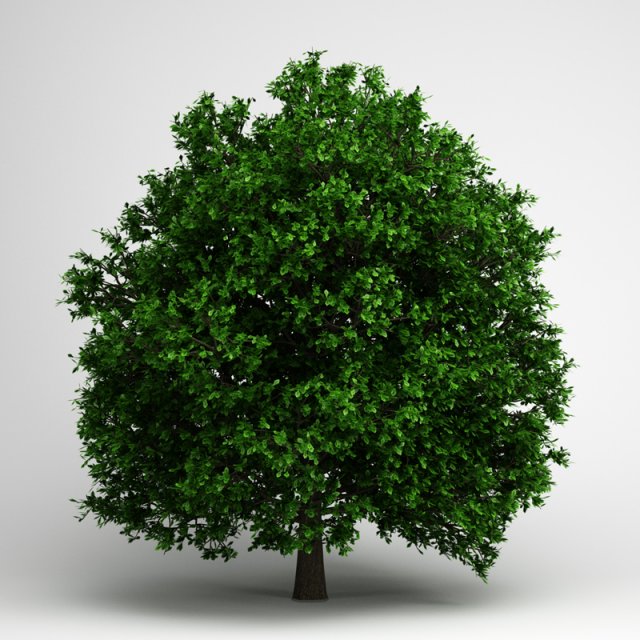 cgaxis pedunculate oak 14 Model 3D .c4d .max .obj .3ds .fbx .stl .blend 