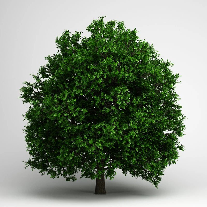 cgaxis pedunculate oak 14 3D Model .c4d .max .obj .3ds .fbx .stl .blend 