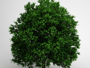 cgaxis pedunculate oak 14 3D मॉडल