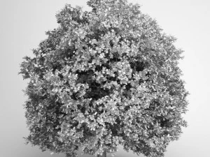 cgaxis pedunculate oak 14 3D Model