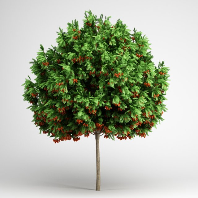 cgaxis european rowan 15 3D Model .c4d .max .obj .3ds .fbx .stl .blend 