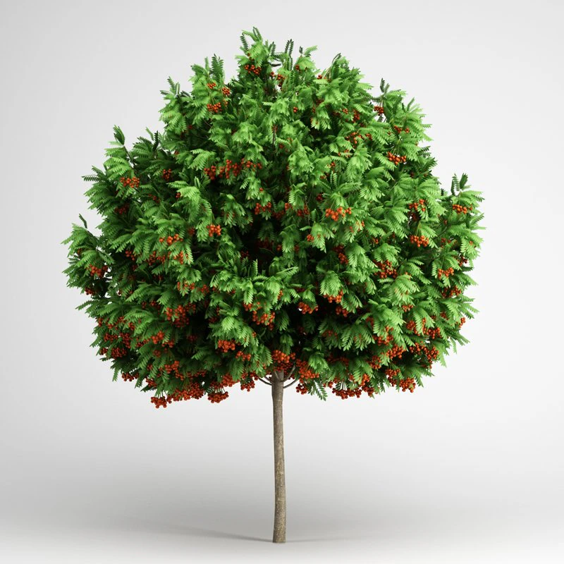cgaxis european rowan 15 3D Model .c4d .max .obj .3ds .fbx .stl .blend 