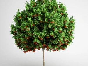 cgaxis sorbo europeo 15 Modello 3D