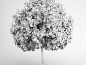 cgaxis european rowan 15 3D Model