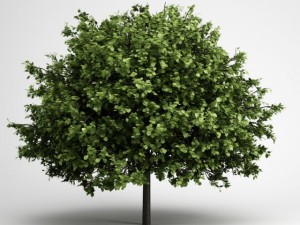 cgaxis smallleaved lime 16 3D Model