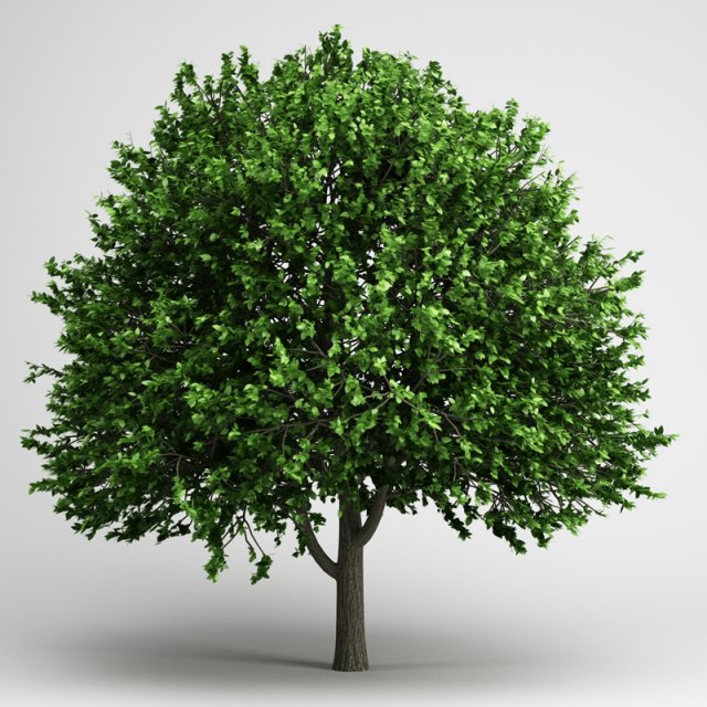 cgaxis american elm 17 3Dモデル .c4d .max .obj .3ds .fbx .stl .blend 