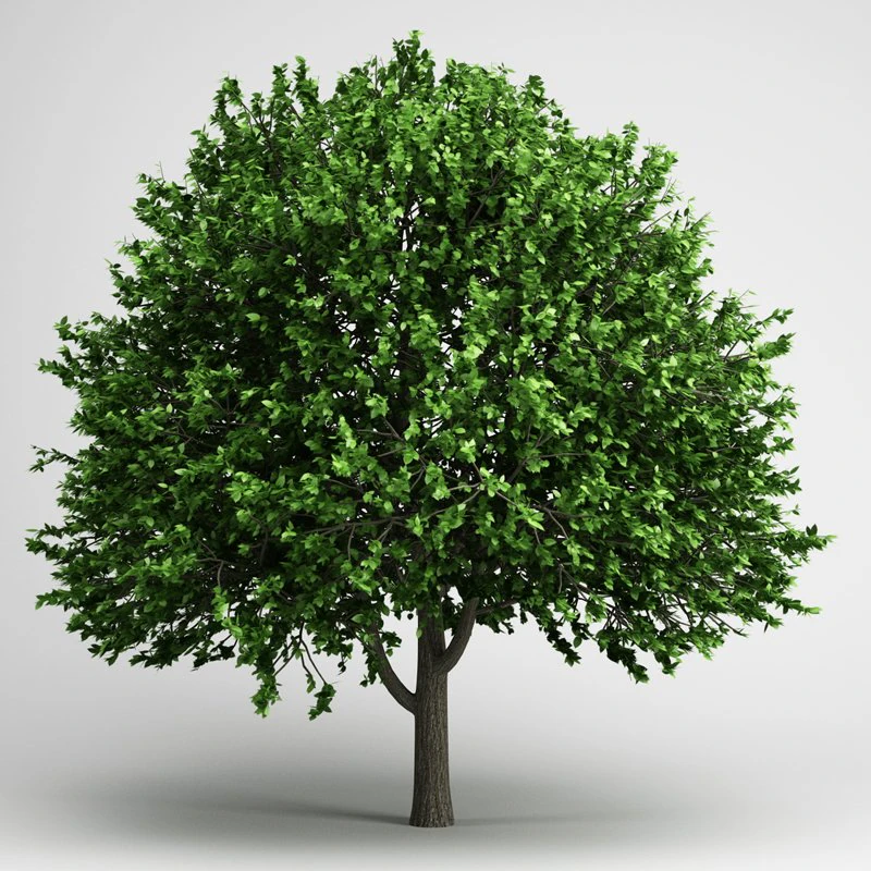 cgaxis american elm 17 3D Model .c4d .max .obj .3ds .fbx .stl .blend 