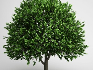 cgaxis american elm 17 3D Model