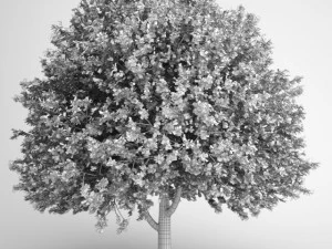 cgaxis american elm 17 3D Model