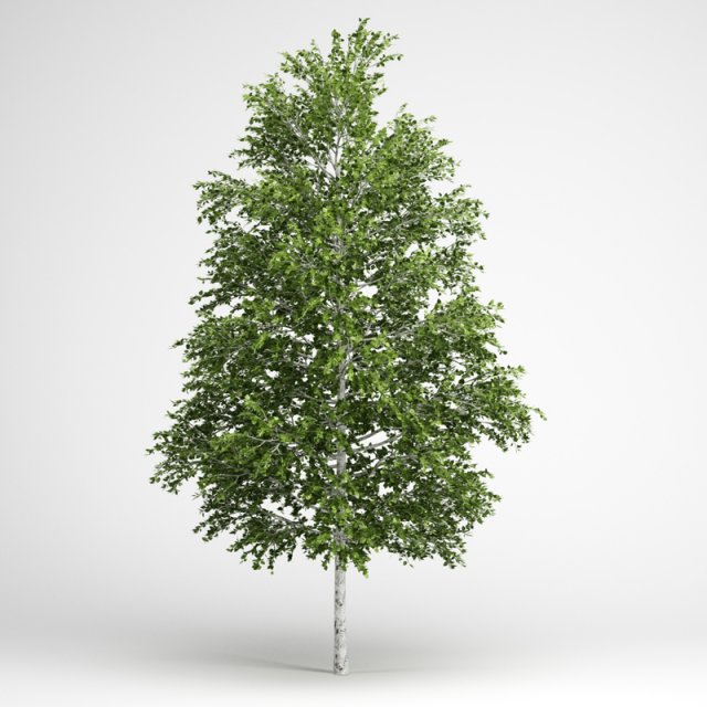 cgaxis european white birch 18 3D 模型 .c4d .max .obj .3ds .fbx .stl .blend 