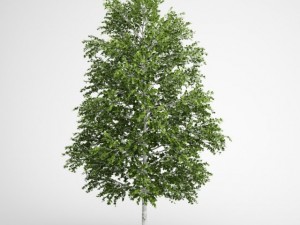 cgaxis european white birch 18 3D Model