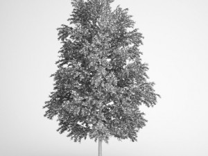 cgaxis european white birch 18 3D 模型