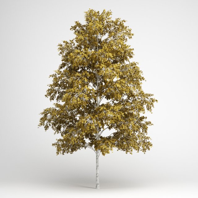 cgaxis european white birch 19 3Dモデル .c4d .max .obj .3ds .fbx .stl .blend 