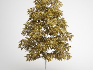 cgaxis european white birch 19 3D Модель