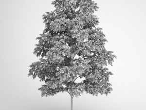 cgaxis european white birch 19 3Dモデル