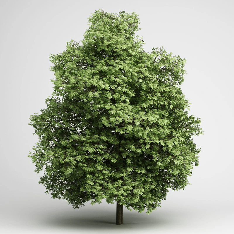 cgaxis chestnut 20 3D Model .c4d .max .obj .3ds .fbx .stl .blend 