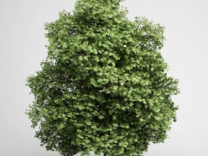 cgaxis chestnut 20 3D Model