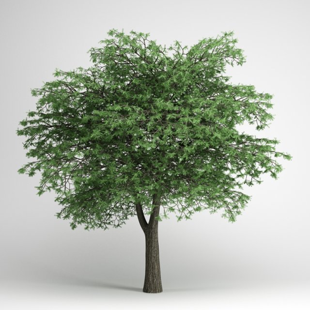 cgaxis lebanon cedar 22 Modelo 3D .c4d .max .obj .3ds .fbx .stl .blend 