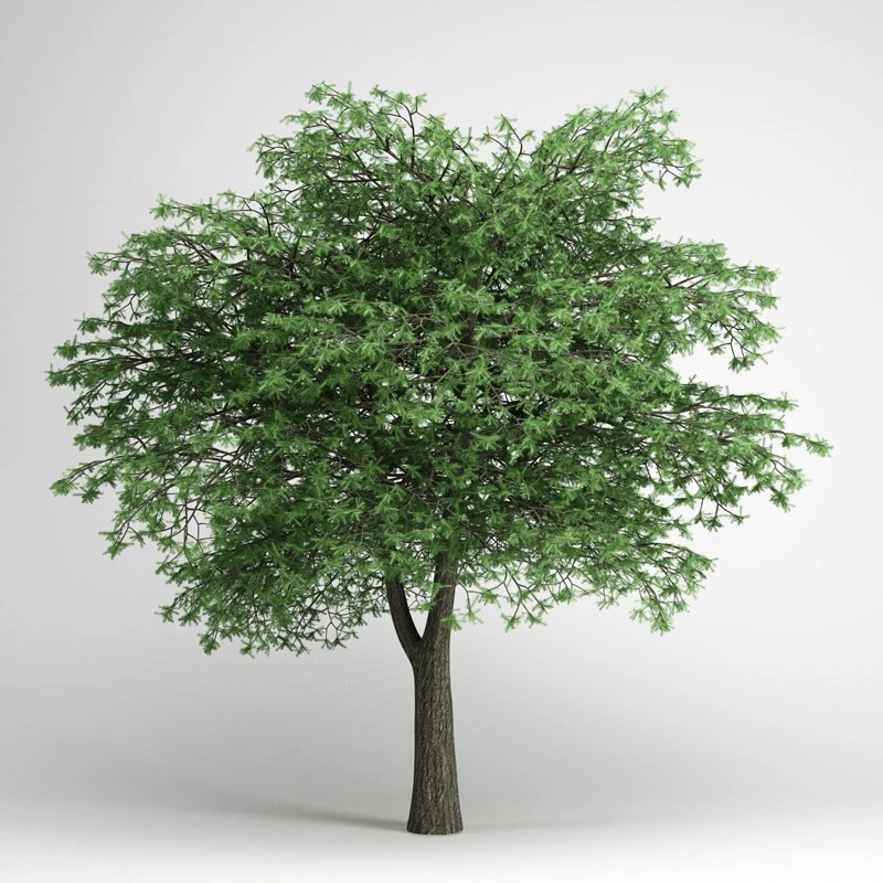 cgaxis lebanon cedar 22 3D Model .c4d .max .obj .3ds .fbx .stl .blend 